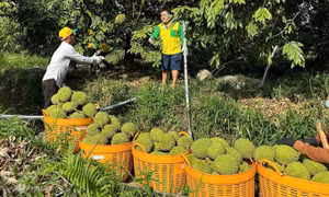Sầu riêng đông lạnh - cánh cửa tỷ USD