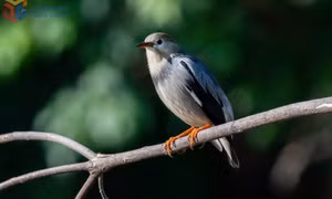 Kho báu đa dạng sinh học