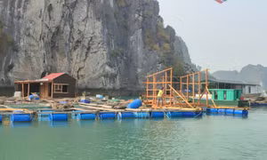 Vân Đồn đẩy mạnh giao khu vực nuôi biển cho người dân