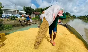 Xuất khẩu gạo, cơ hội từ thị trường châu Phi