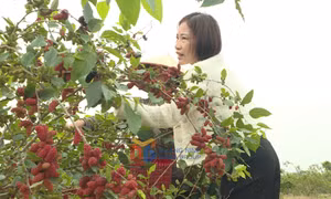  Mùa dâu tằm ở Đông Triều