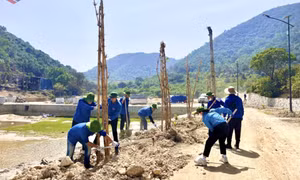 Đoàn viên thanh niên Hải Hà trồng 450 cây tre tại Đảo Trần