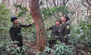 "Kết hợp phát triển du lịch sinh thái giữa rừng và biển"