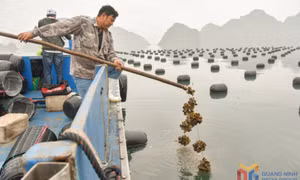HTX thủy sản Trung Nam vượt khó