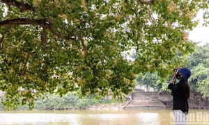 Quảng Bình: Hoa bún rực vàng ở làng quê Lệ Thủy