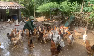 Bí thư Chi bộ, Trưởng thôn gương mẫu ở Tiên Yên
