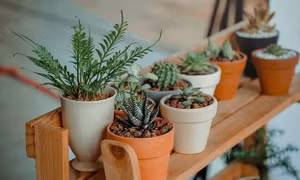 Tại sao một số loại cây trồng được trong phòng ngủ, số khác lại không?