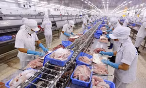 Mỏ vàng tỷ USD bị vứt bỏ, lẫn trong rác bẩn ở Việt Nam
