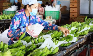 Tối ưu hóa tiện ích, mở cơ hội cho tiêu thụ nông sản