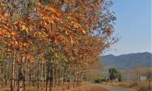 Đăk Hà mùa cao su thay lá