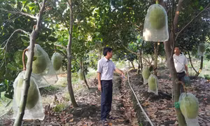 Thương mại điện tử thúc đẩy tiêu thụ nông sản