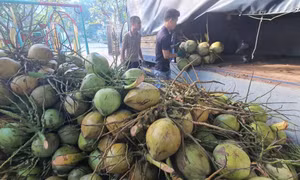 TX Quảng Yên: "Địa chỉ vàng" kết nối tiêu thụ nông sản