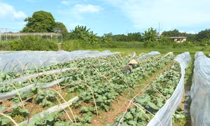 Bứt phá của Đông Hải (Tiên Yên)