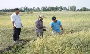 Thị trường lúa gạo sôi động trở lại