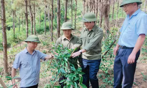 Quyết tâm xây dựng Ba Chẽ thành trung tâm lâm nghiệp của tỉnh