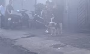 Người phụ nữ nhặt ve chai bị chó lớn tấn công, kéo lê trên đường