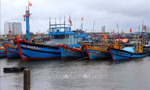 Từ Quảng Ninh đến Kiên Giang chủ động ứng phó với gió mạnh trên biển