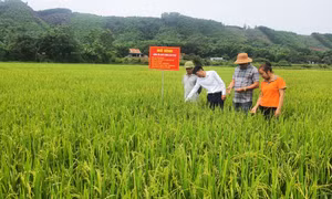 Ngành Nông nghiệp góp phần đảm bảo an ninh lương thực
