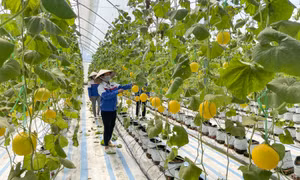 Nâng cao giá trị nông sản Quảng Ninh