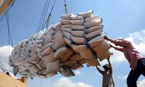 Khai thác tốt các FTA để chiếm lĩnh thị trường mới, nâng tính cạnh tranh cho gạo Việt Nam