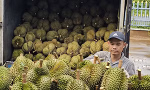 Tăng trưởng mạnh, xuất khẩu rau quả hướng tới kỷ lục 6 tỉ USD