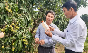 Nâng cao hiệu quả hoạt động của mô hình kinh tế tập thể 