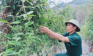 Ba Chẽ: Bức tranh nhiều màu xanh