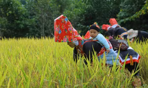 Mùa lúa chín ở bản Sông Moóc