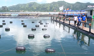 Phát triển thủy sản hướng về phía biển