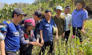 Bắt quả tang đối tượng trồng hơn 3.000 cây thuốc phiện trong rừng sâu