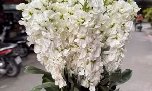Những loại hoa, cây cảnh chứa độc tố cực độc