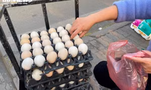 Trứng gà rớt giá thảm chỉ còn 1.500 đồng/quả, nông dân lỗ 1,5 triệu đồng/ngày