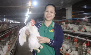 Doanh nhân Phạm Thị Nguyệt Dung với nỗ lực nâng tầm giá trị nông sản Quảng Ninh