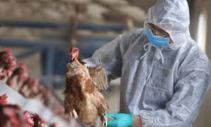 Mắc cúm A/H5, nam sinh 21 tuổi ở Khánh Hòa tử vong