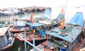 Hạ Long: Bắt giữ 3 tàu cá khai thác thủy sản trái phép