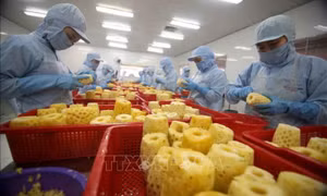 Quý I, xuất siêu nông lâm thủy sản tăng gần gấp 2 lần