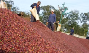 Giá cà phê liên tục thiết lập kỷ lục mới