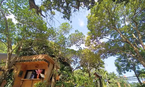 Tới Vân Đồn, trải nghiệm hái thanh mai