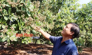 Bình Phước: Kỳ vọng vụ điều bội thu