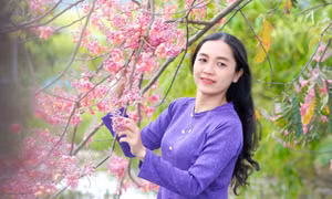 Rủ nhau chụp ảnh cùng ‘anh đào miền Tây’