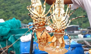Xuất khẩu tôm hùm sang thị trường Trung Quốc tăng 27 lần