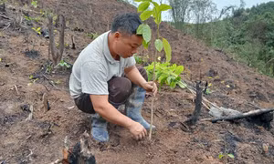 Tích cực thực hiện mục tiêu trồng rừng gỗ lớn