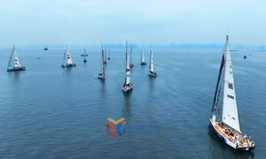 Cá heo xuất hiện trên Vịnh Hạ Long: Tín hiệu tích cực về môi trường biển