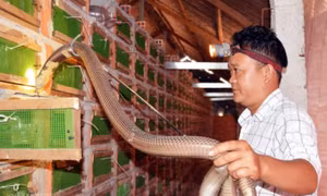 Nuôi rắn hổ mang thu tiền tỷ
