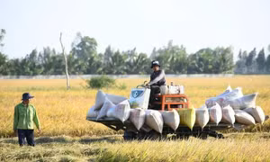 Tăng cường liên kết trong sản xuất, tiêu thụ lúa gạo