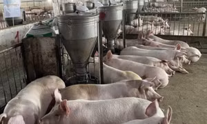 Doanh nghiệp chăn nuôi kêu khó vì heo, gà nhập ồ ạt