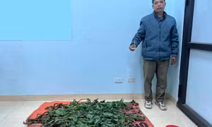 Bị bắt giam vì trồng cây thuốc phiện rồi tự sản xuất chất ma túy