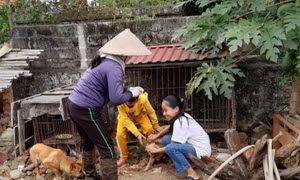 Đông Triều: Chủ động các biện pháp bảo vệ đàn vật nuôi