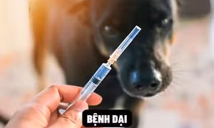 Bộ Y tế đề nghị các địa phương tăng cường phòng, chống bệnh dại trên người
