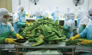 Nhiều nước tăng mua rau quả chế biến của Việt Nam